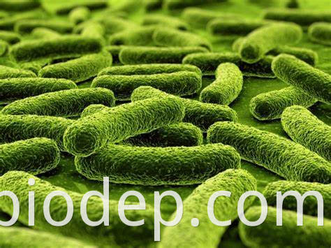 lactobacillus fermentum